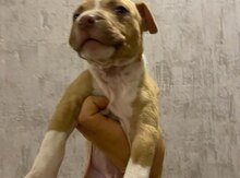 Pitbul balası