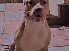 Pitbul (cütləşdirmək üçün)