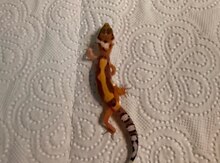 Kərtənkələ "Gecko"