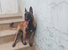 Belçika ovçarkası