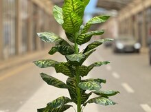 Sünii ağac “Dieffenbachia”