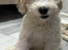 Pudel