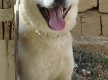 Akita-inu 