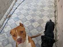 Pitbul