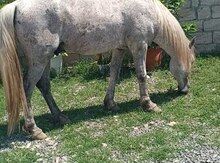 Yorğa at