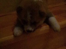 Akita-inu balası