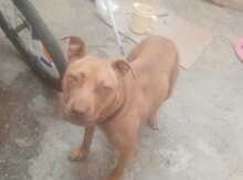 Pitbul 