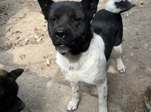 Akita-inu