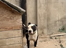 Pitbul