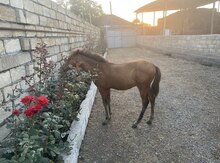 At balası