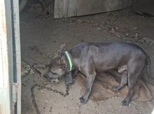 Pitbul