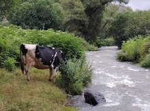 İnək 