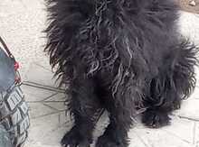 Pudel 