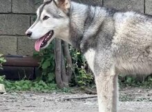 Haski