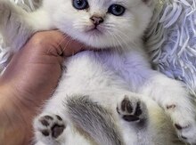 Поинтовые Шиншиллы 