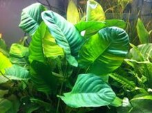 Anubias barteri