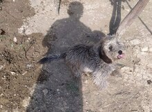 Pudel balası