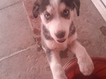 Haski