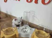 Ağıllı su və yem qabı
