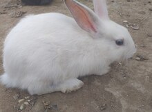 Dovşanlar