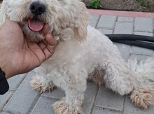 Pudel