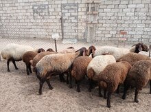 Qoyunlar