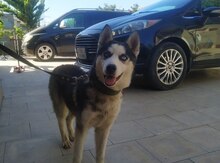 Haski