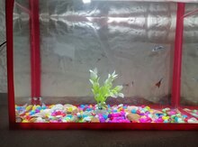 Akvarium və balıqlar