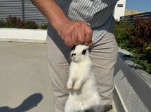 Dovşanlar