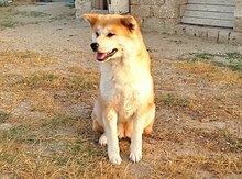 Akita-inu