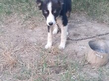 Siberian Husky