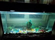 Akvarium və balıqlar