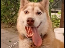 Haski