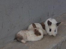 Karlik dovşanlar