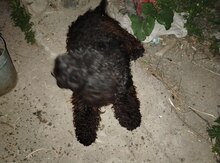 Toy pudel