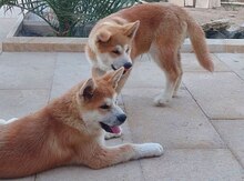 Akita-inu balaları