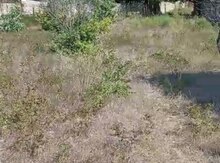 25 sot torpaq sahəsi, Ləhic bağları