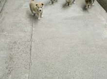 Akita-inu