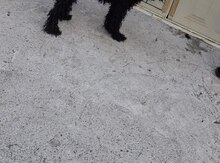 Pudel