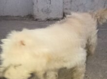 Pudel 