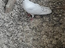 Göyərçinlər