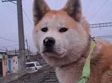 Akita-inu
