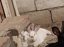 Dovşanlar