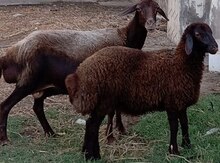 Quzular və qoyunlar 