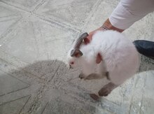 Kaliforniya bala dovşanlar