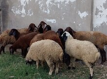Qoyun və quzular