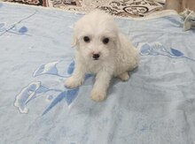 Pudel