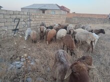 Ana bala qoyunlar