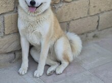 Akita inu
