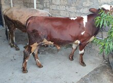 Danalar
